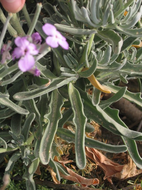 Matthiola incana ssp. melitensis e Hyoseris frutescens